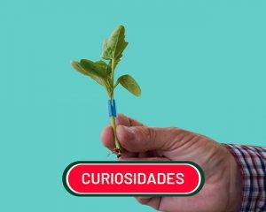 de dónde viene la sandía