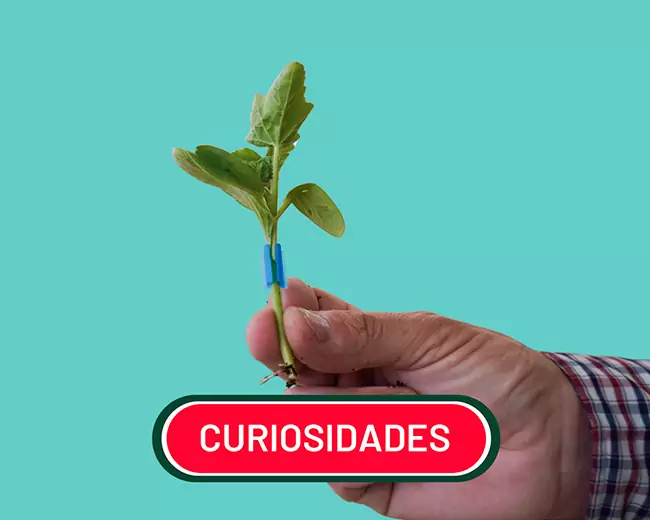 de dónde viene la sandía