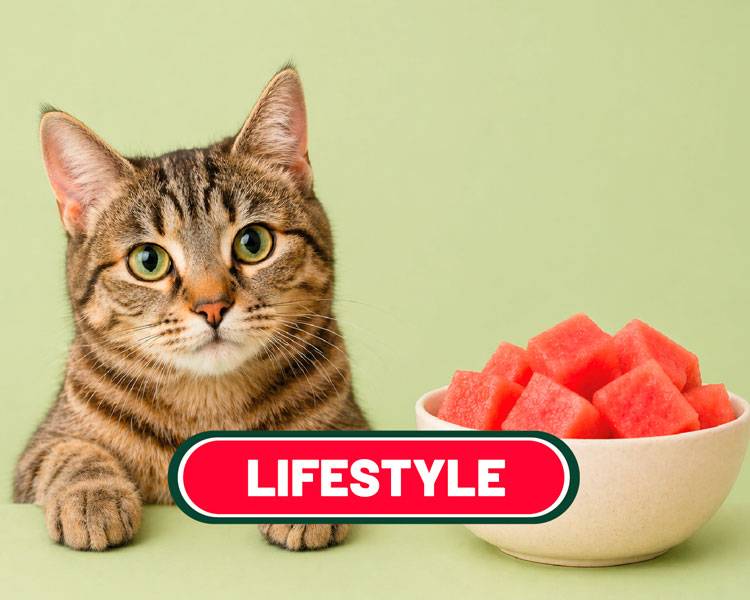 la sandia es buena para los gatos
