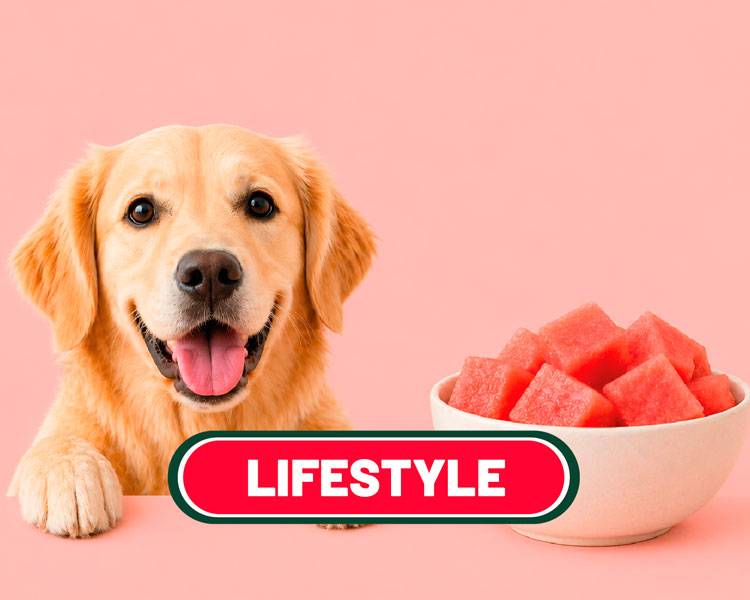 la sandia es buena para los perros